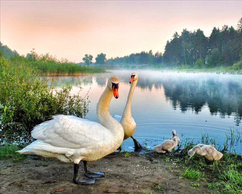 Swan family by the lake
