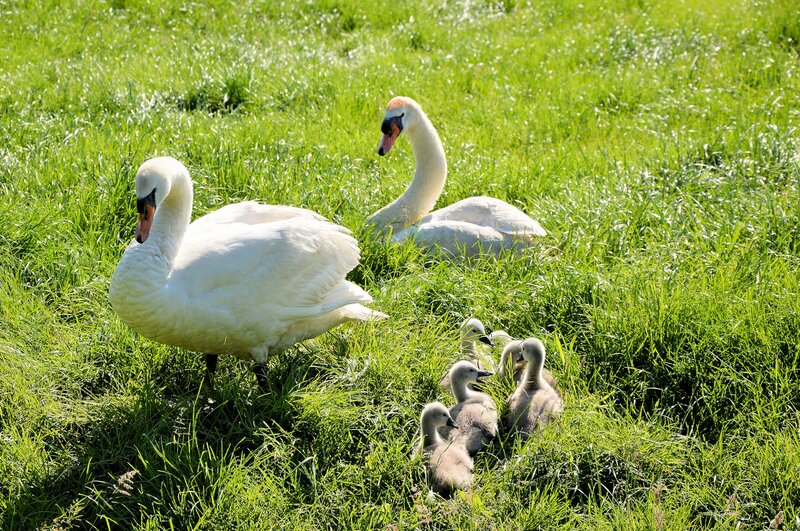 Swan Family in Grass — Green