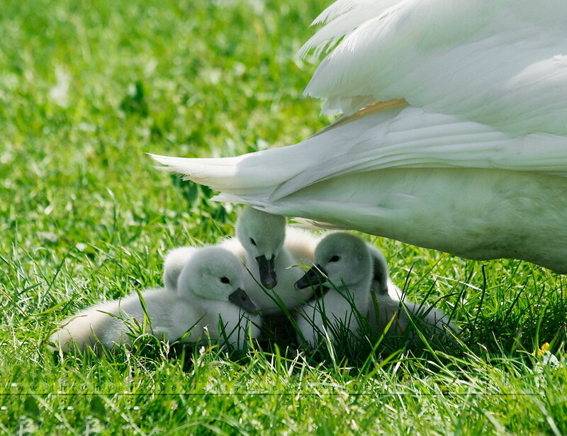 Swan Family in Grass