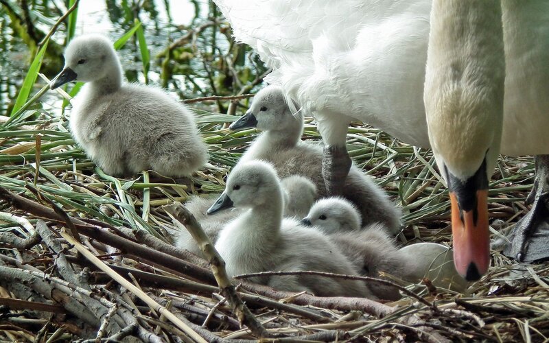 Swan family in nest