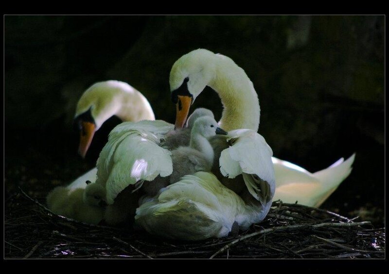 Swan Family in Nest — White
