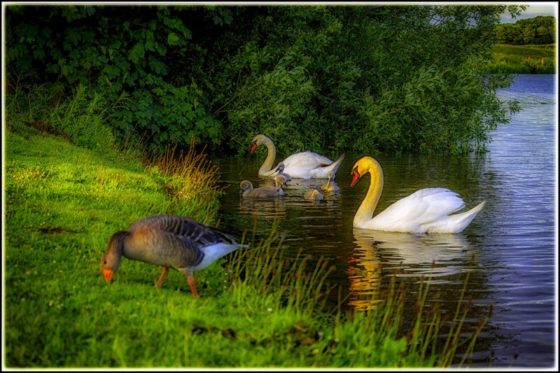 Swan Family in Pond — Green, Serene, Afternoon