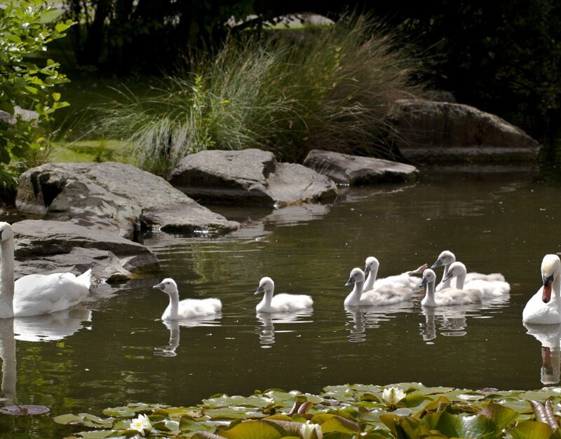 Swan Family in Pond — Green