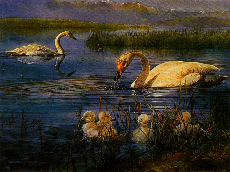 Swan Family in Pond