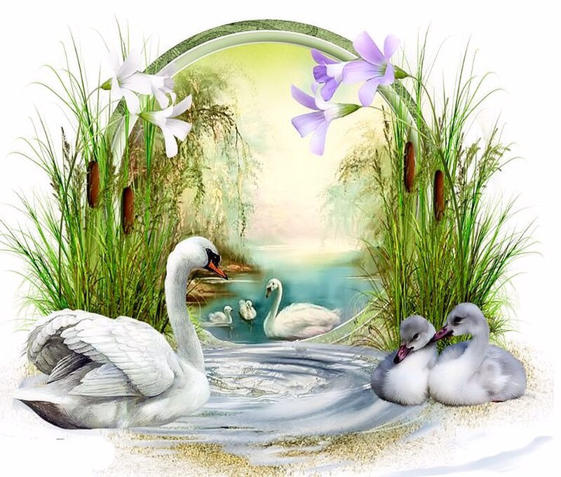 Swan Family in Pond — White, Serene