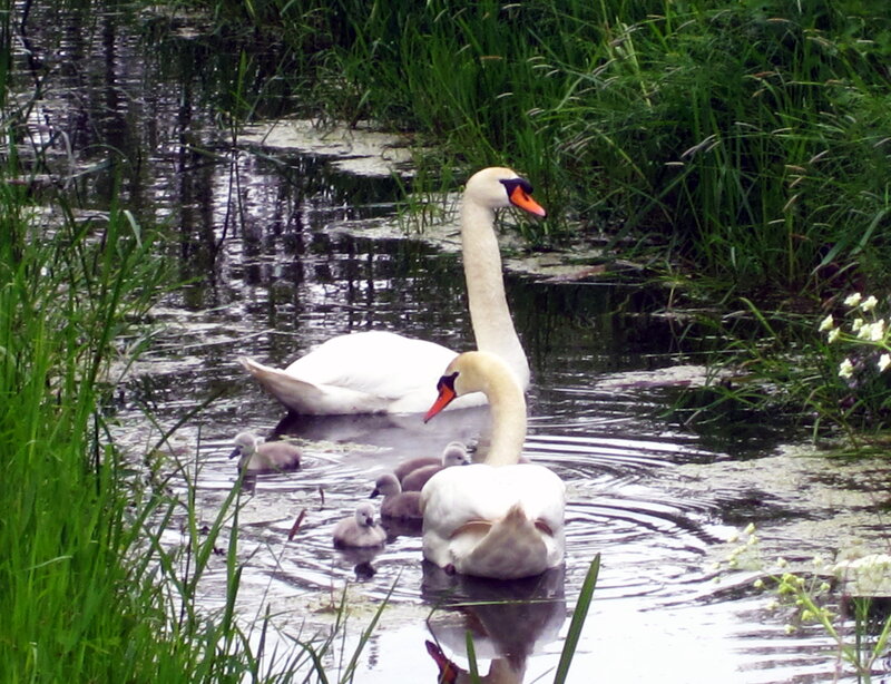 Swan Family in Pond — White