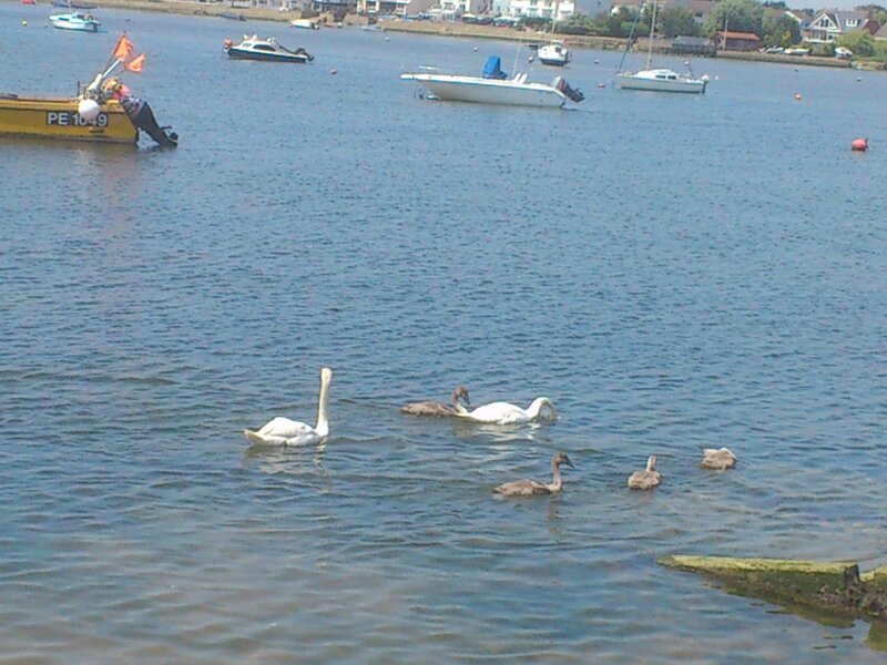 Swan Family in Water — Blue