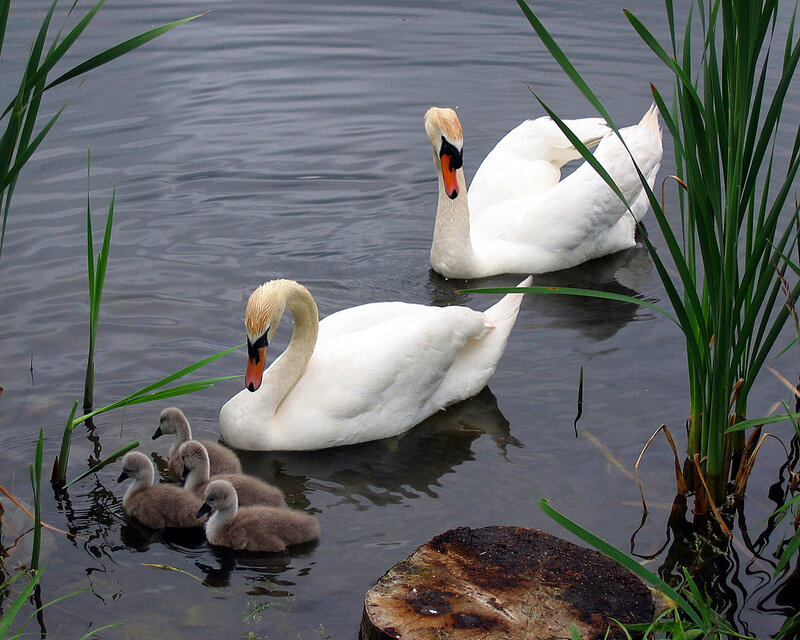 Swan Family in Water