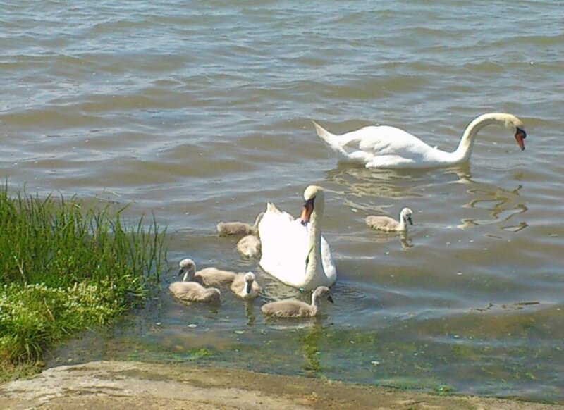 Swan Family in Water — White, Serene, Afternoon, Photograph, Chicks