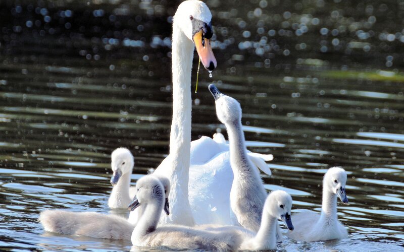 Swan Family in Water — White, Serene, Afternoon, Photograph, Ducklings