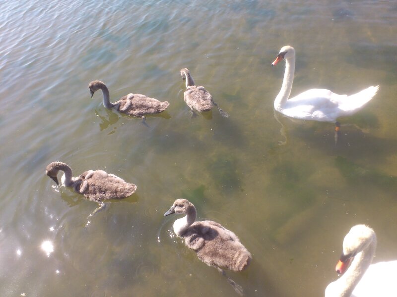 Swan Family in Water — White, Serene, Afternoon, Photograph, Swans