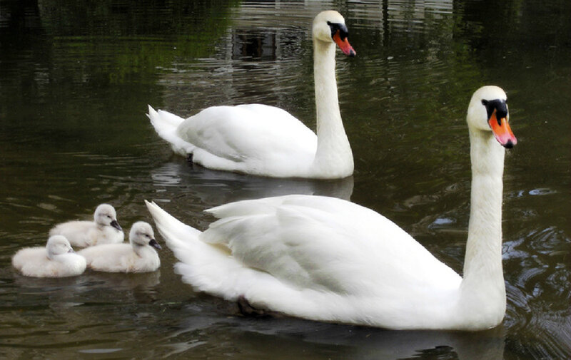 Swan Family in Water — White, Serene, Afternoon