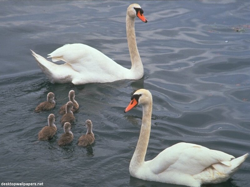 Swan Family in Water — White, Serene, Photograph, Ducks