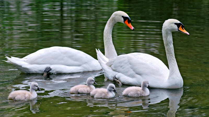Swan Family in Water — White, Serene, Photograph