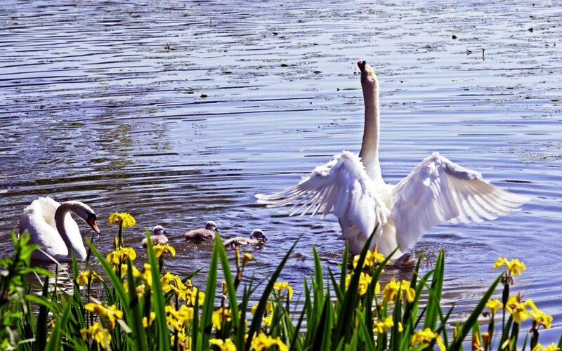 Swan Family in Water — White, Serene, Spring