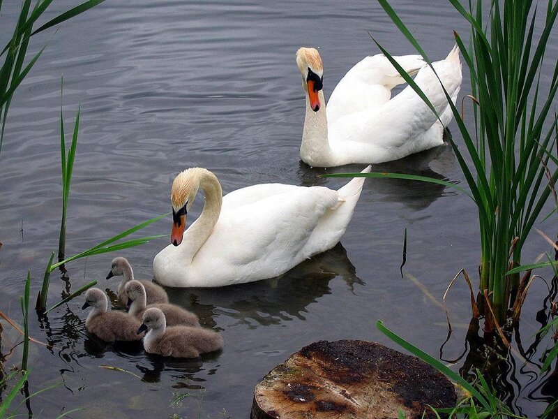 Swan Family in Water — White