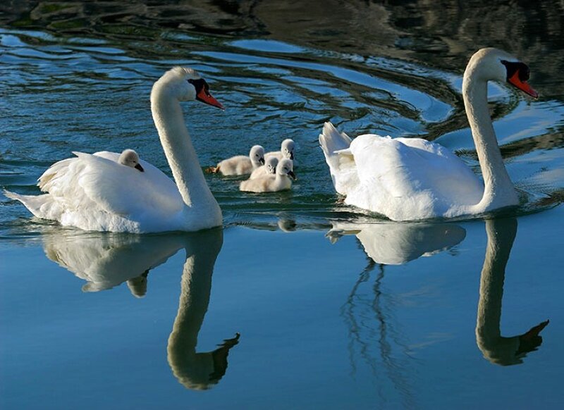 Swan family on a lake