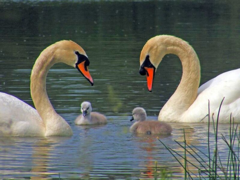 Swan family on a pond