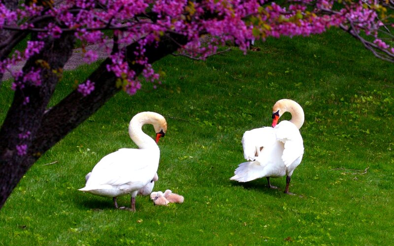 Swan Family on Grass — Green