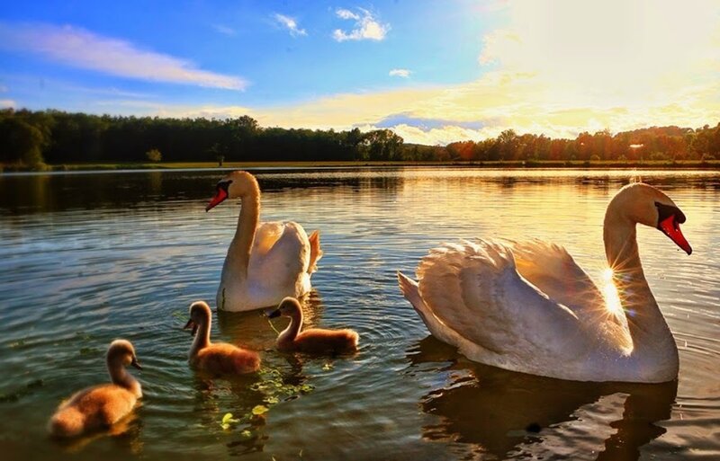 Swan Family on Lake — Blue