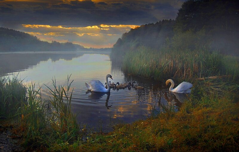 Swan Family on Lake — Green
