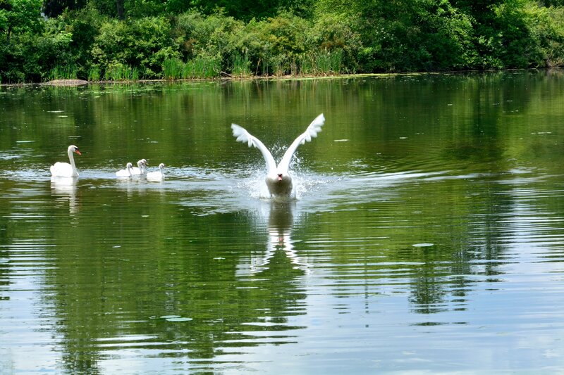 Swan Family on Lake