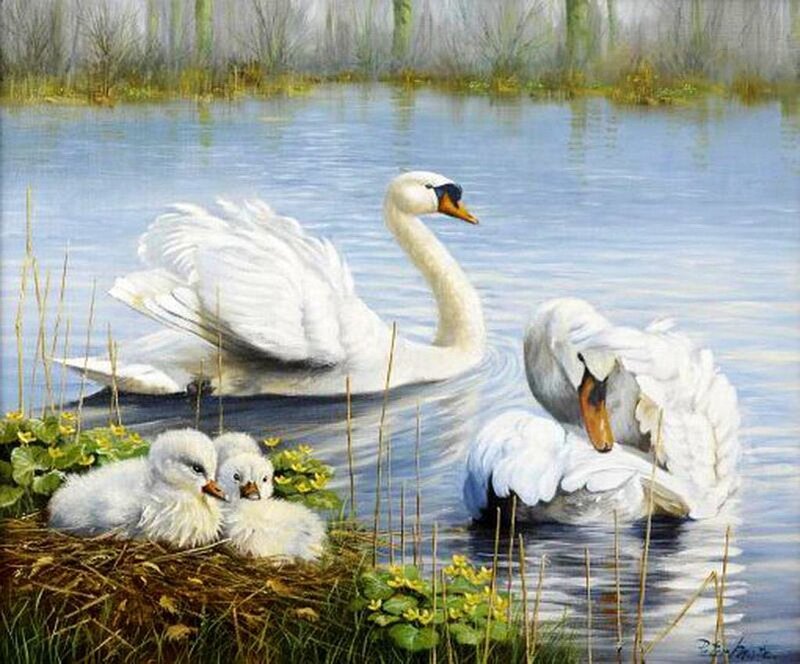 Swan Family on Pond — White