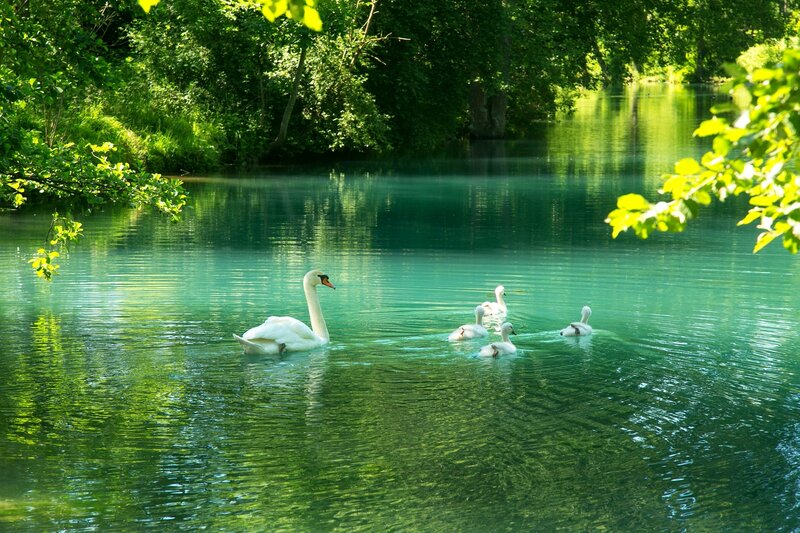 Swan Family on River
