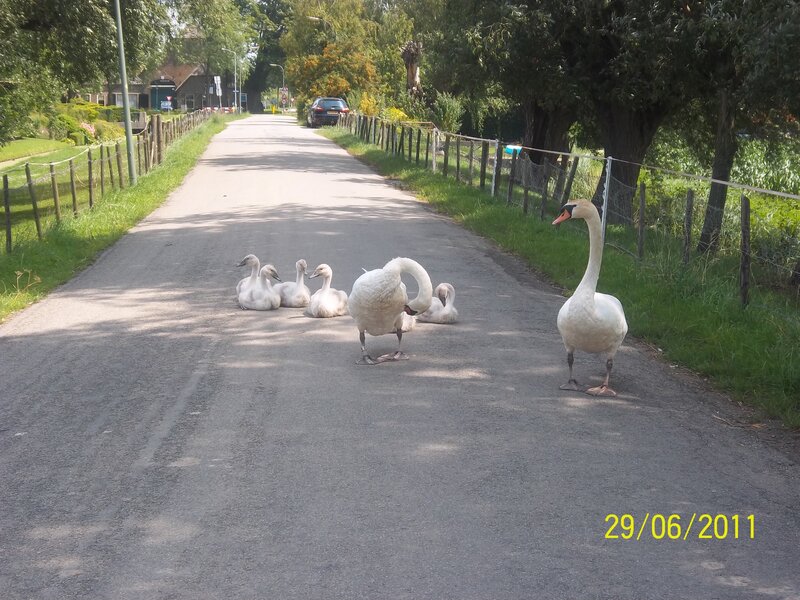 Swan Family on Road