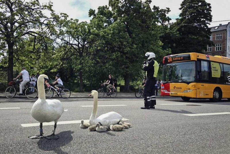 Swan Family on Road — Yellow