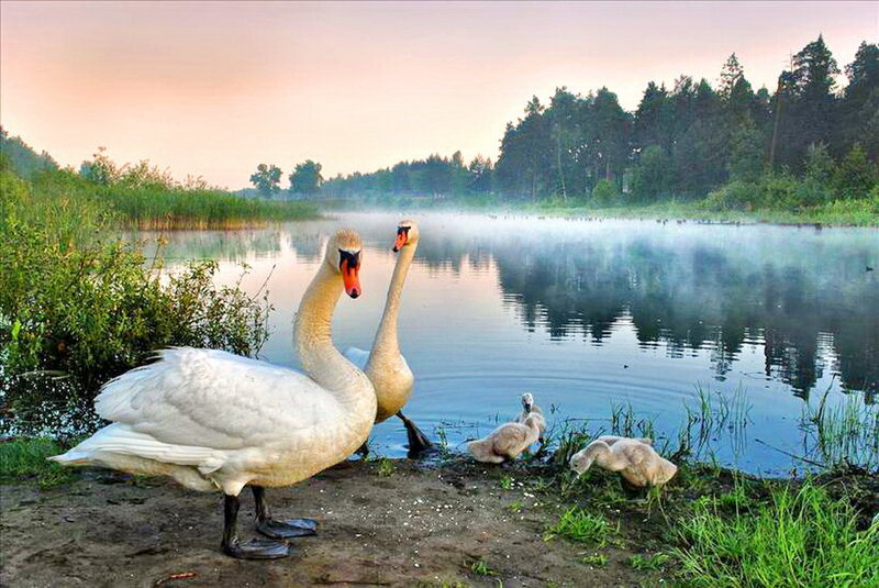 Swan Family on Shore