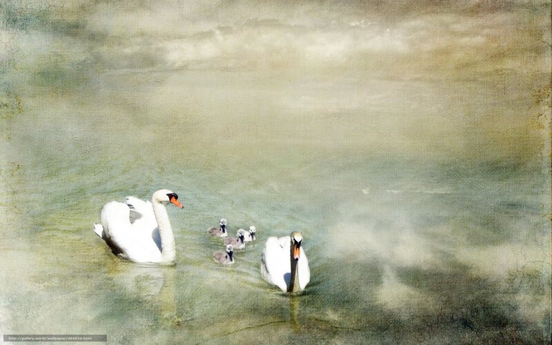 Swan family on the water