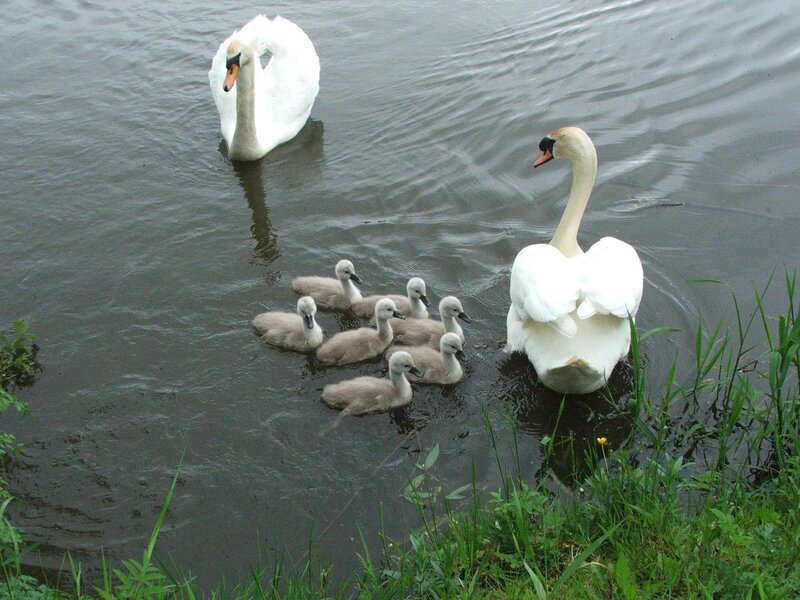 Swan family on the water