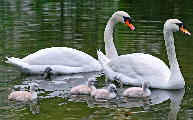 Swan family on the water