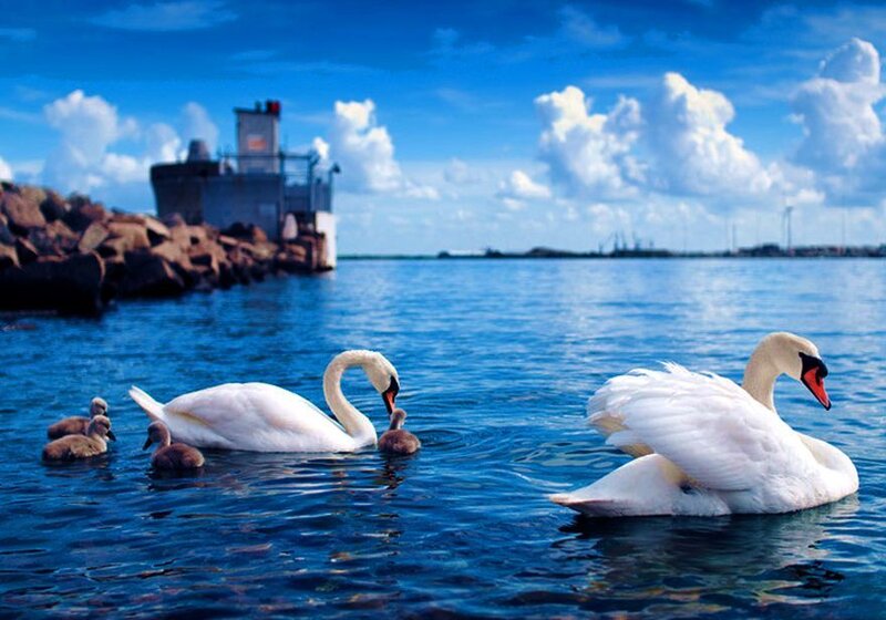 Swan Family on Water — Blue