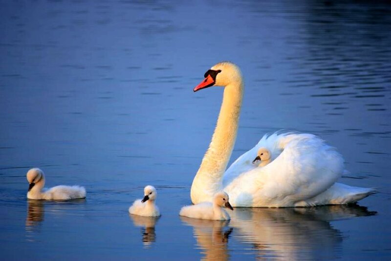 Swan Family on Water