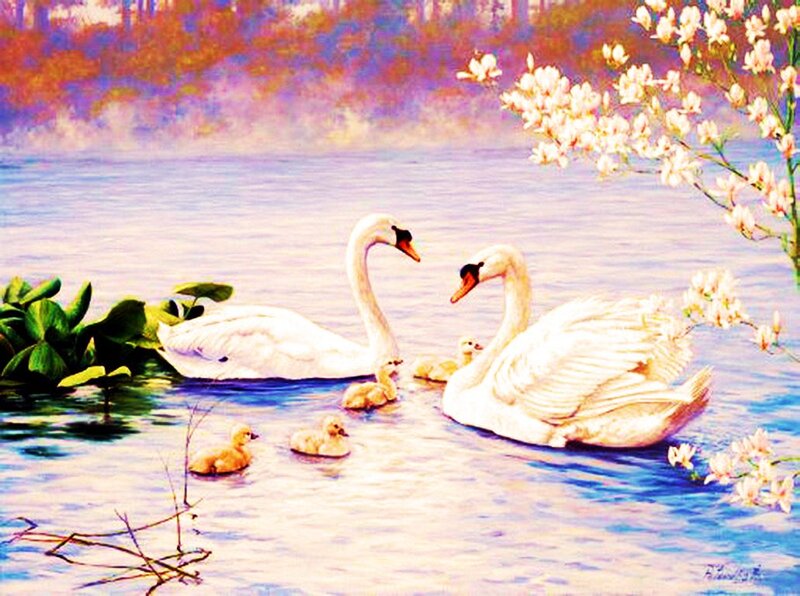Swan Family on Water — White, Serene, Spring