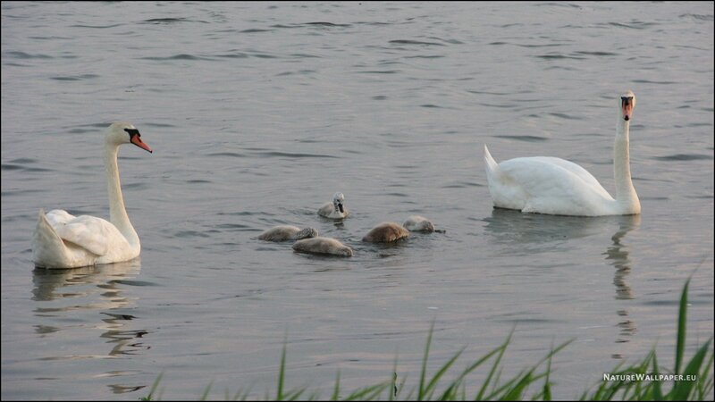 Swan Family on Water — White, Serene, Sunset, Photograph