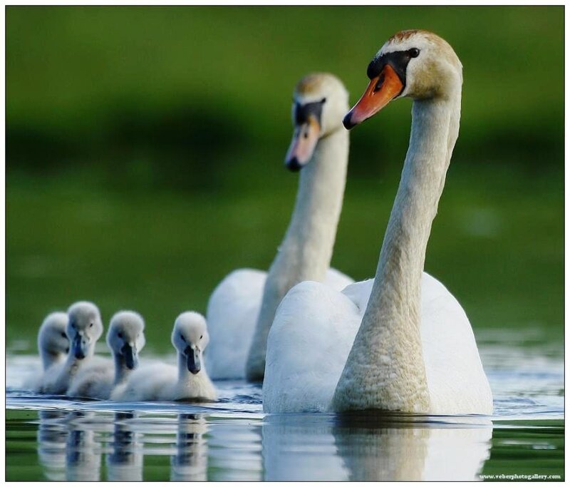 Swan Family on Water — White, Serene