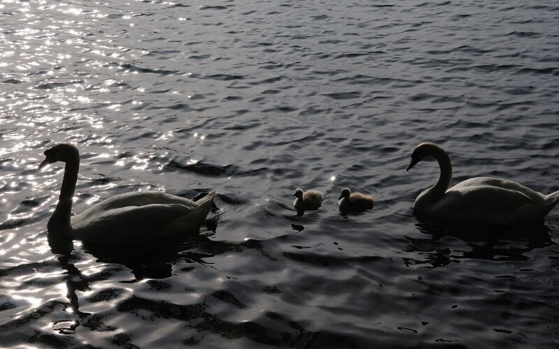 Swan Family on Water — White