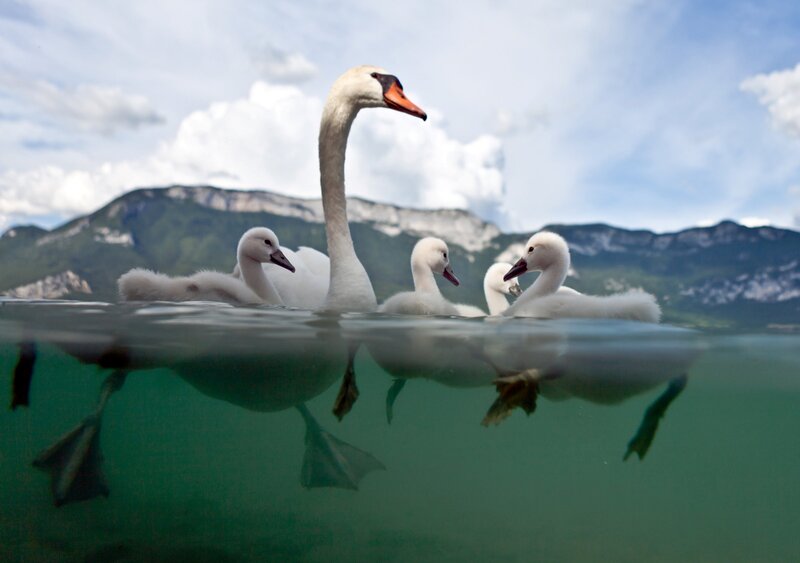 Swan Family Swimming — White