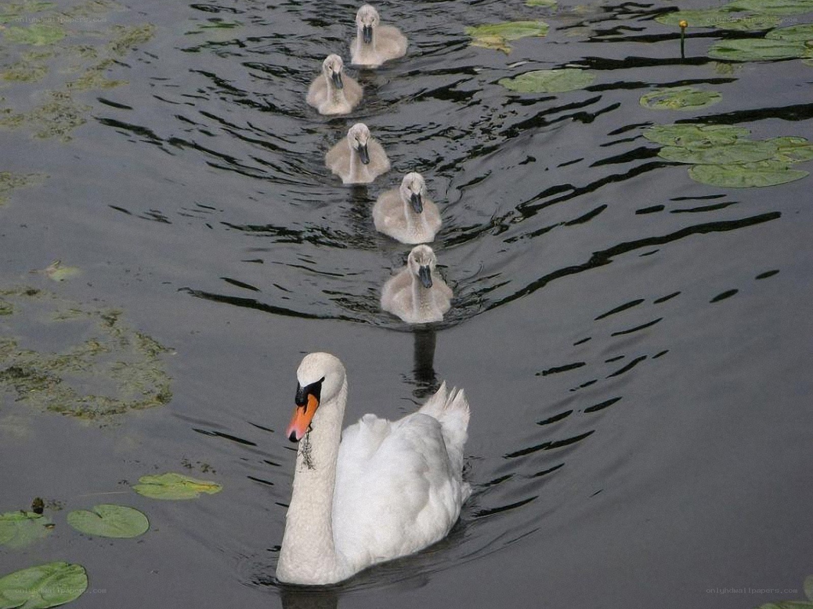 swan family swimming