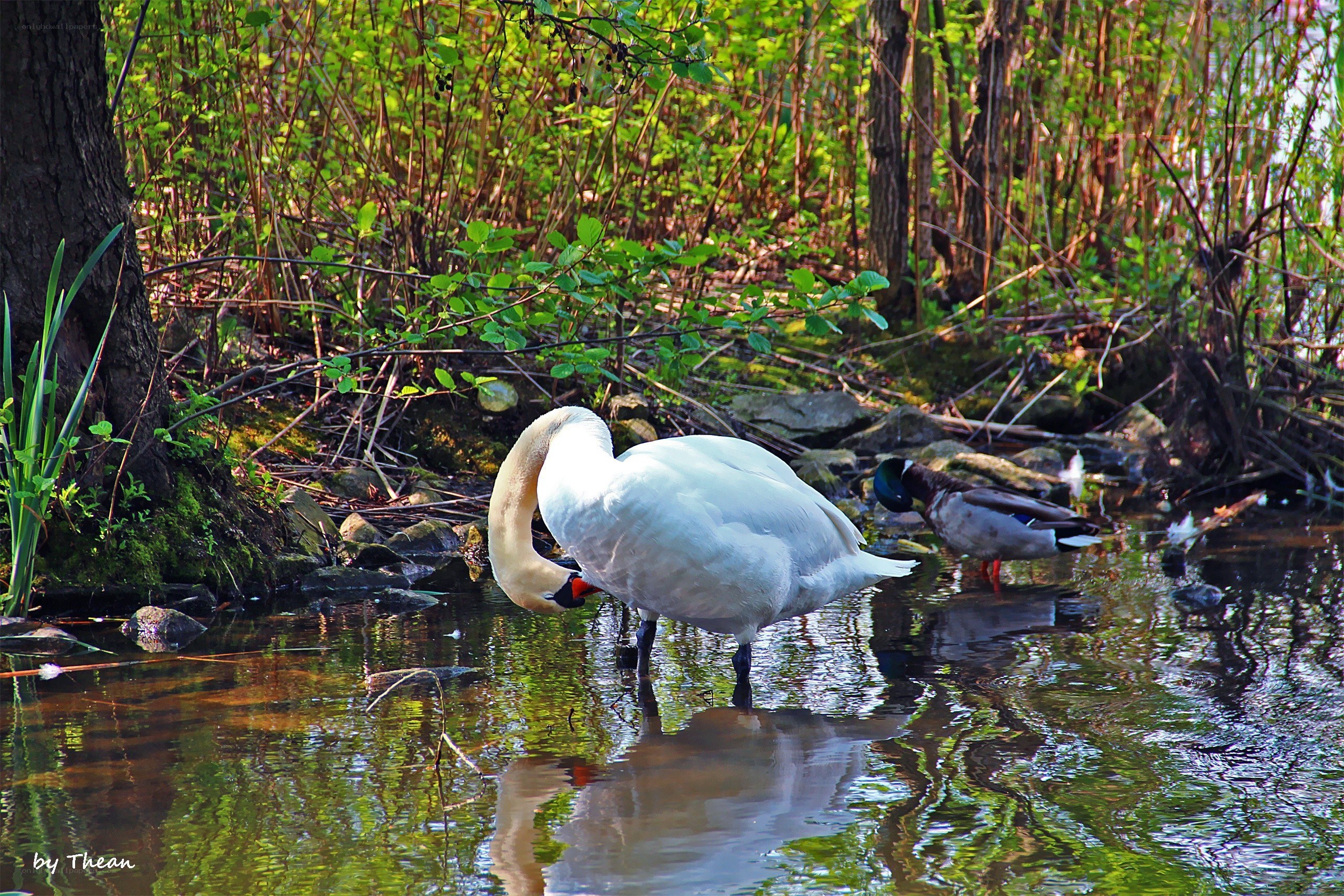 Swan feeding in a forest pond
