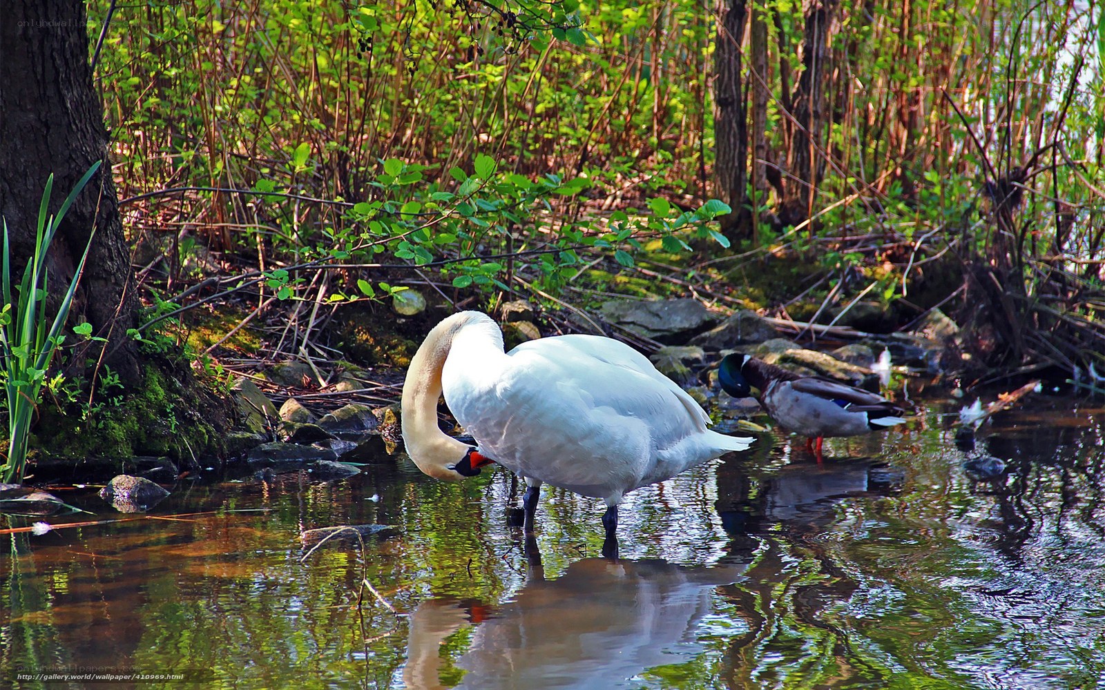 Swan feeding in a pond