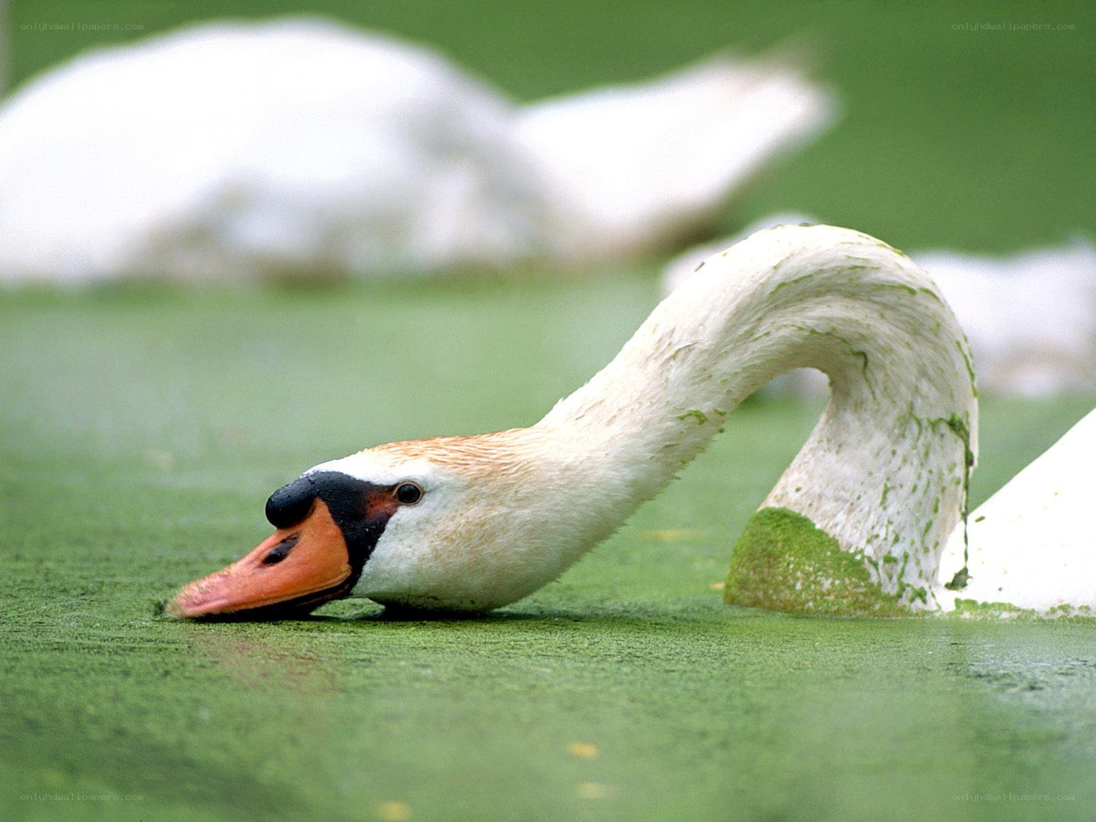 swan feeding on pond algae