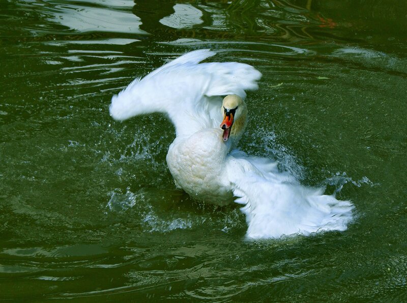 swan flapping wings in water