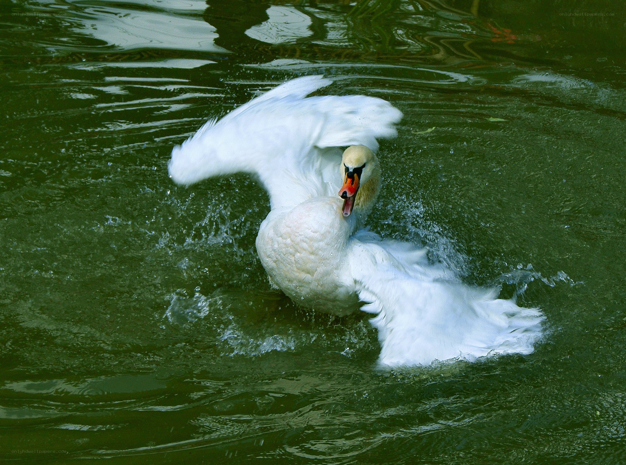 swan flapping wings in water