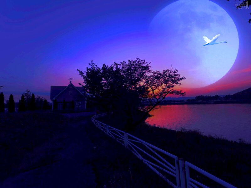 Swan Flying over Lake
