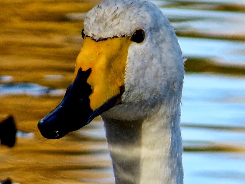 Swan Head Close-up — White