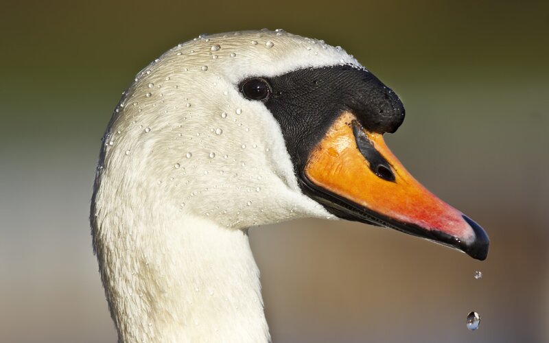 Swan Head with Water Droplets